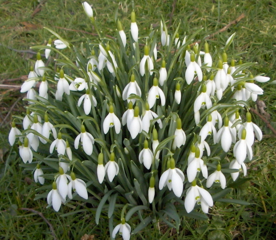 snowdrops_2